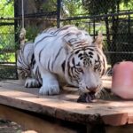 En Mérida avanzamos en la conservación de la fauna silvestre con responsabilidad, ciencia y corazón; Cecilia Patrón