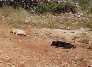 WhatsApp Image 2026-04-27 at 22.31.21