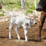 Nacen los primeros siete becerros por inseminación artificial en Yucatán