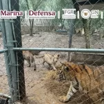 Caen presuntos líderes de red de huachicol y lavado