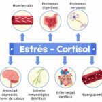El ritmo circadiano y el cortisol: Cómo interactúa el cerebro para regular nuestra energía