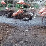 Flamencos nacen en el Zoológico del Bicentenario Animaya