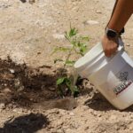 Renacimiento Verde promueve reforestación en Tepakán