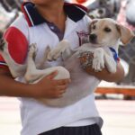 Yucatán mantiene cinco años sin rabia en perros y gatos; SSY llama a la tenencia responsable