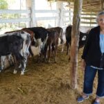 Renacimiento Maya respalda producción lechera en el oriente de Yucatán