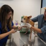 UPA rescata 48 perros en situación crítica en el centro de Mérida