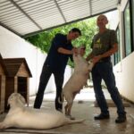 UMABA trabaja en una ruta para que perros de la Bojórquez puedan regresar con su propietario